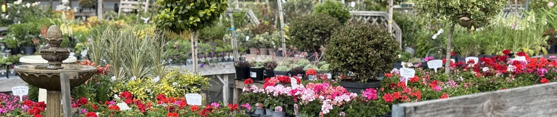 Bedding plants and fountain