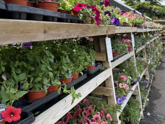 Bedding plants