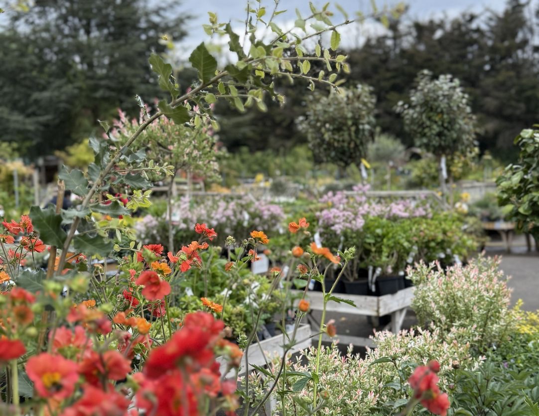 Flowers in the plant area