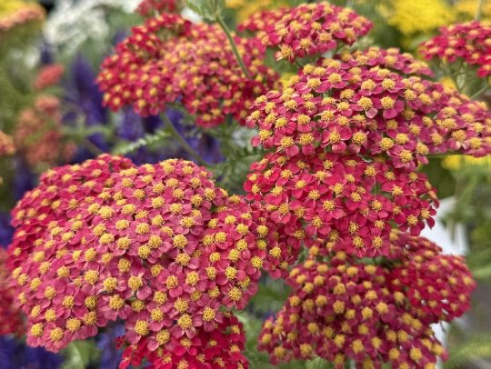 Perennials