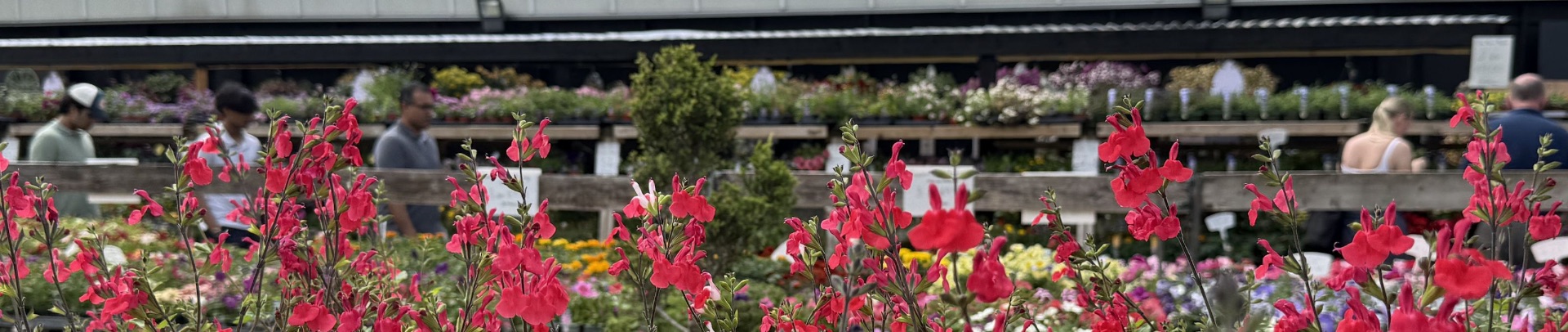 Plants on display at Ansell Garden Centre