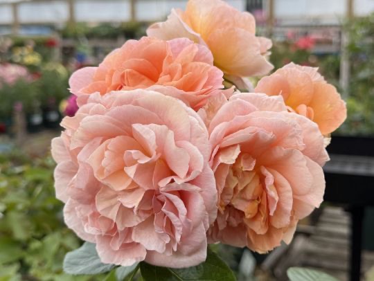 Roses