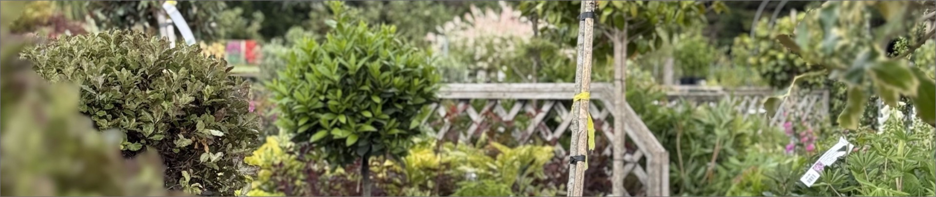 Topiary and standards at Ansell Garden Centre