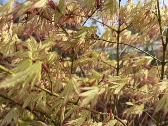 Trees and hedging